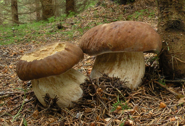 hríb dubový Boletus reticulatus Schaeff.