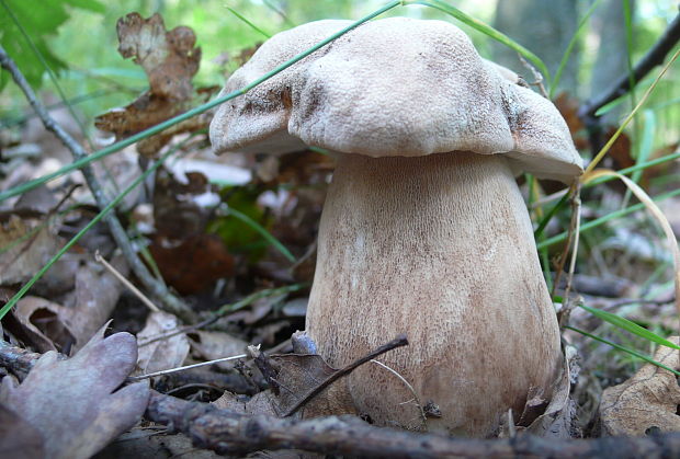 hríb dubový Boletus reticulatus Schaeff.