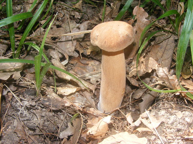 hríb dubový Boletus reticulatus Schaeff.