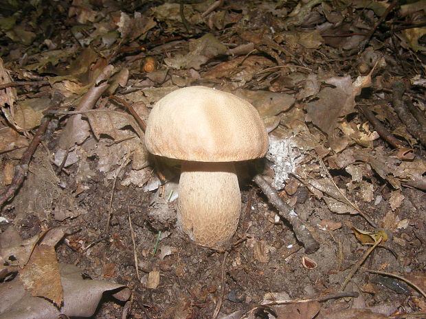 hríb dubový Boletus reticulatus Schaeff.