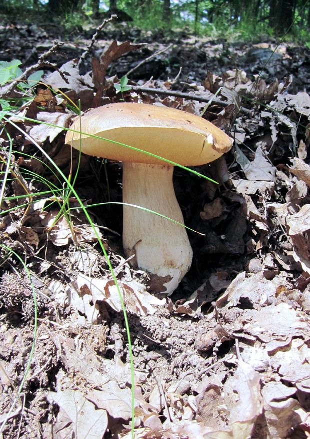 hríb dubový Boletus reticulatus Schaeff.