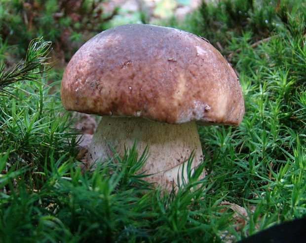 hríb Boletus sp.