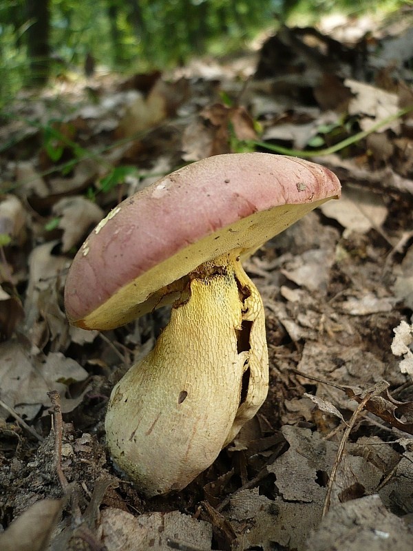 hríb nádherný Butyriboletus fuscoroseus (Smotl.) Vizzini & Gelardi