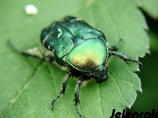 zlatoň obyčajný Cetonia aurata