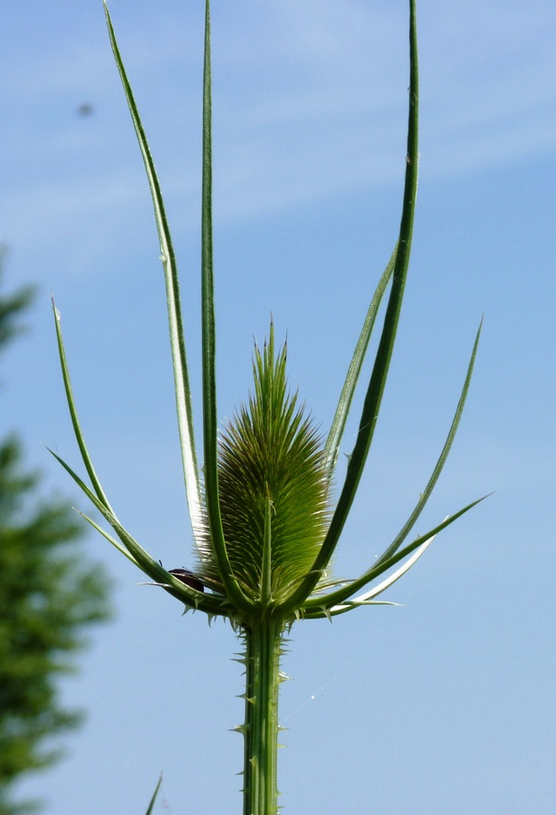 štetka lesná Dipsacus fullonum L.