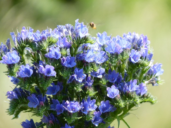 hadinec obyčajný Echium vulgare L.