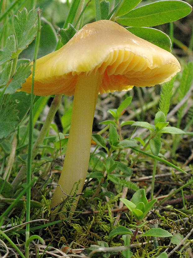 lúčnica Hygrocybe persistens var....???