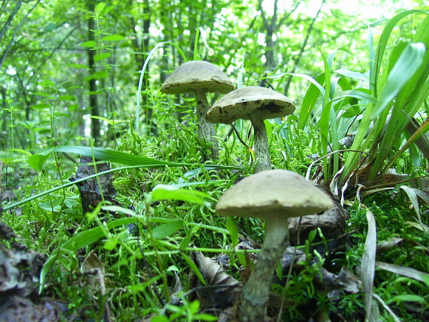 kozák hrabový Leccinum pseudoscabrum (Kallenb.) Šutara