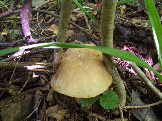 kozák brezový Leccinum scabrum (Bull.) Gray