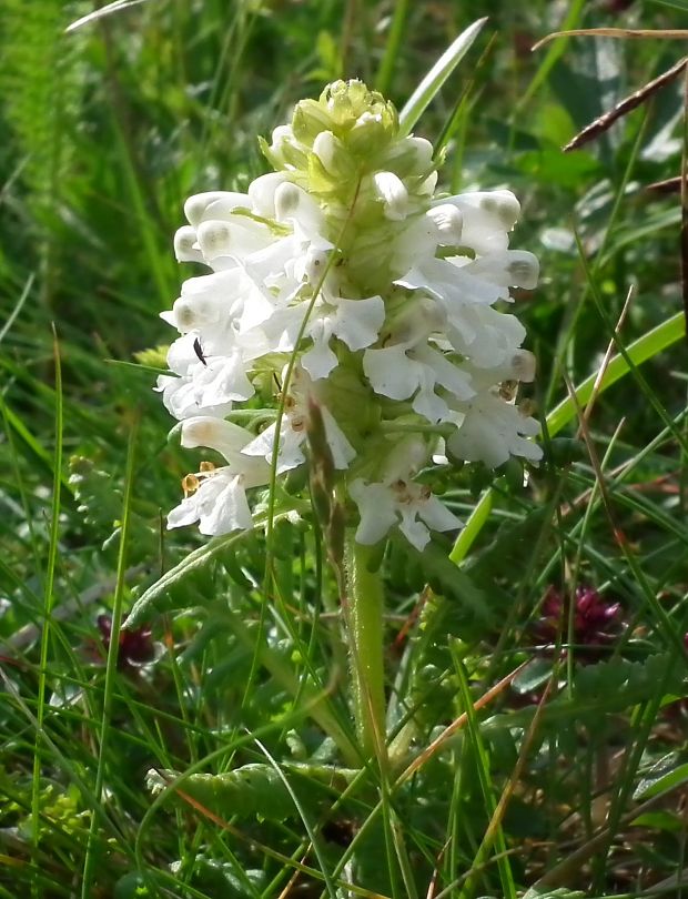 všivec praslenatý - biela forma Pedicularis verticillata L.