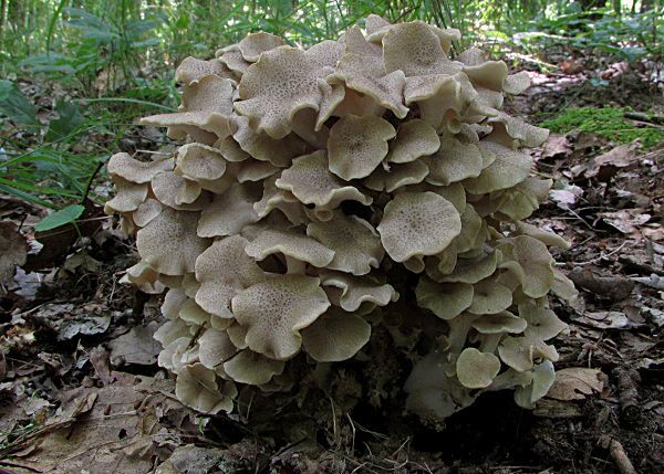 trúdnik klobúčkatý Polyporus umbellatus (Pers.) Fr.