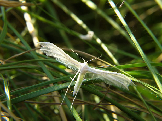 pierkavec povojový Pterophorus pentadactyla L 1758