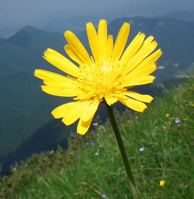 kozobrada východná Tragopogon orientalis L.