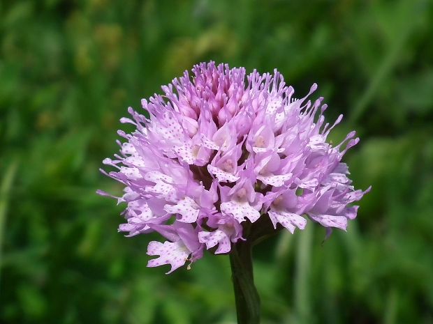 pavstavač hlavatý Traunsteinera globosa (L.) Reichenb.