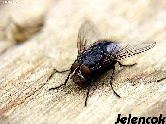 mucha domáca musca domestica