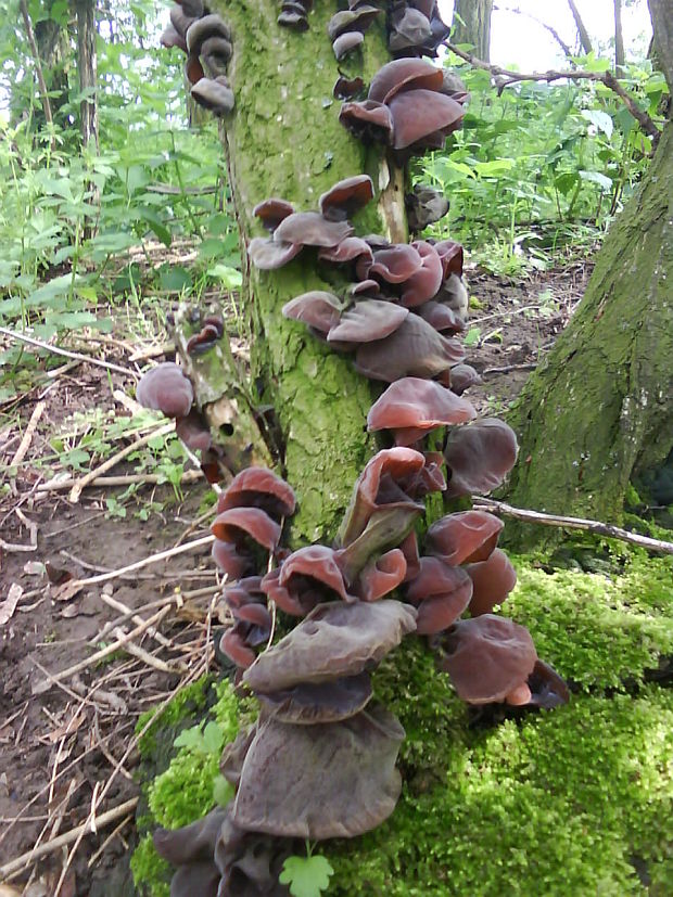 uchovec bazový Auricularia auricula-judae (Bull.) Quél.