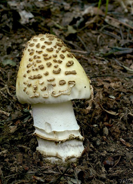 muchotrávka chrastavá Amanita ceciliae (Berk. & Broome) Bas