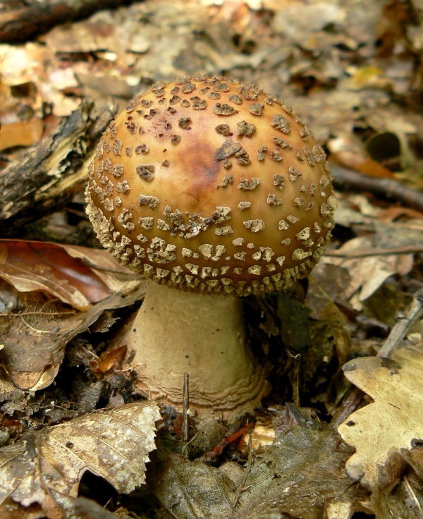 muchotrávka červenkastá Amanita rubescens Pers.