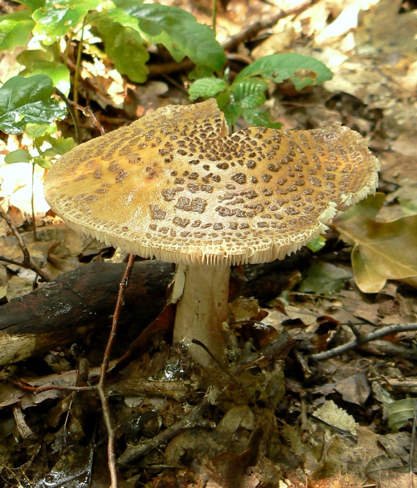 muchotrávka červenkastá Amanita rubescens Pers.