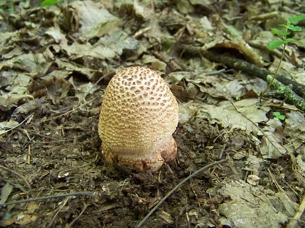 muchotrávka červenkastá Amanita rubescens Pers.