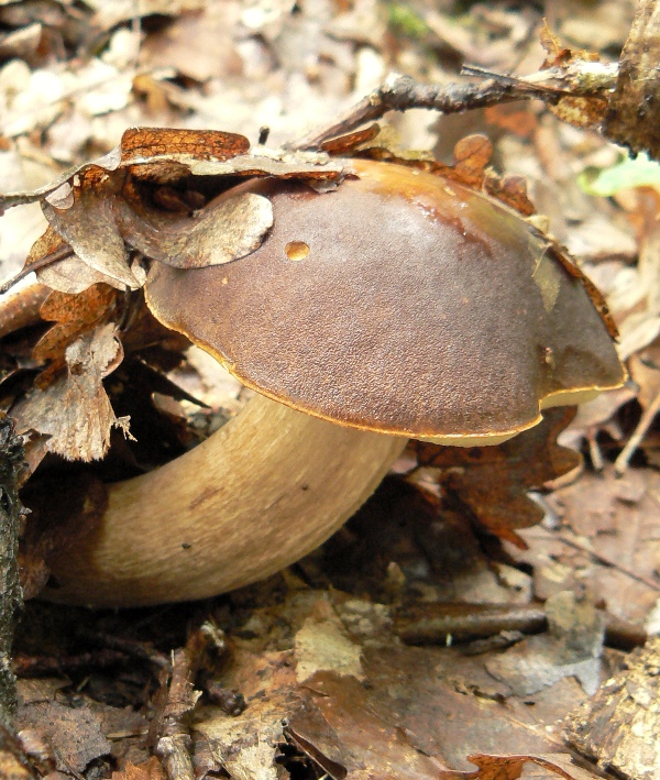 hríb bronzový Boletus aereus Bull. ex Fr.