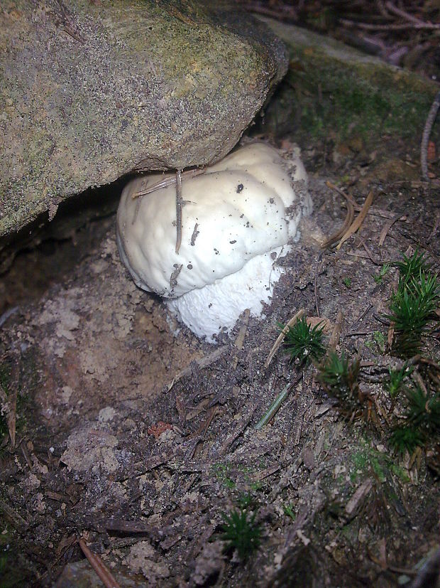 hríb smrekový Boletus edulis Bull.