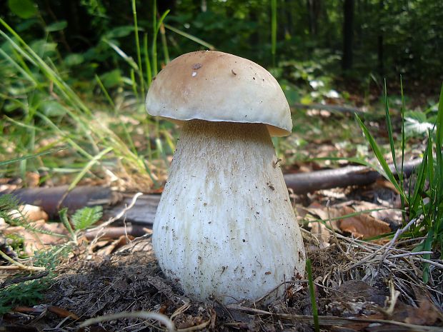 hríb smrekový Boletus edulis Bull.