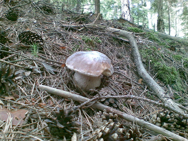 hríb smrekový Boletus edulis Bull.