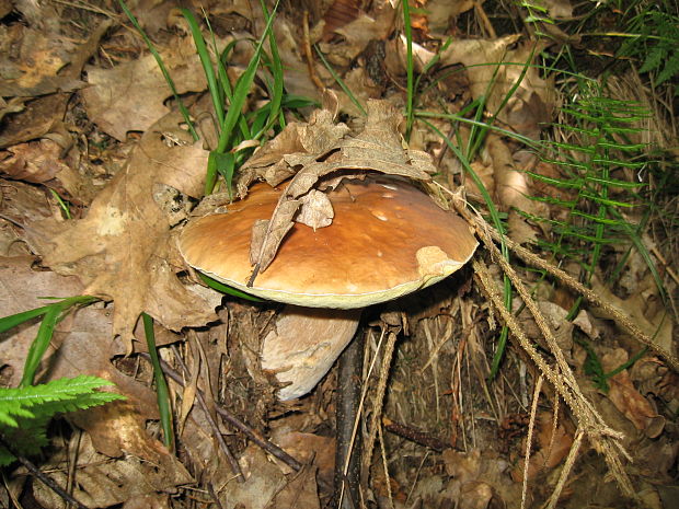 hríb smrekový Boletus edulis Bull.