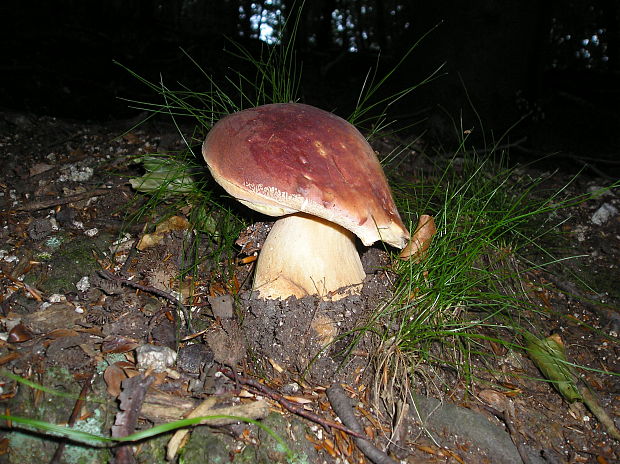 hríb sosnový Boletus pinophilus Pil. et Dermek in Pil.