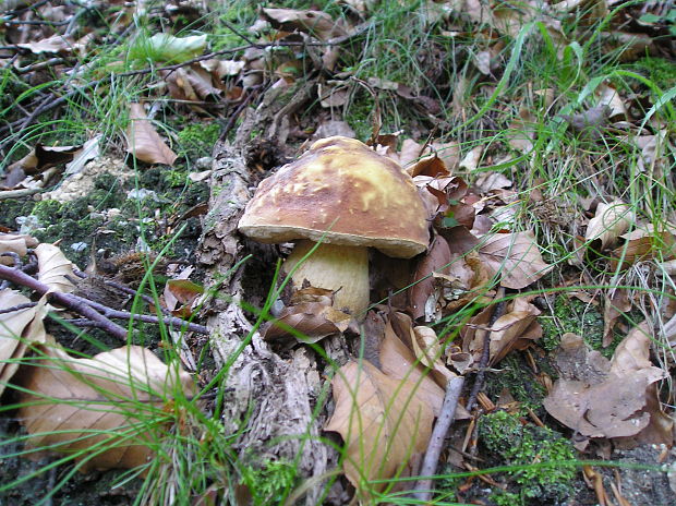 hríb sosnový Boletus pinophilus Pil. et Dermek in Pil.