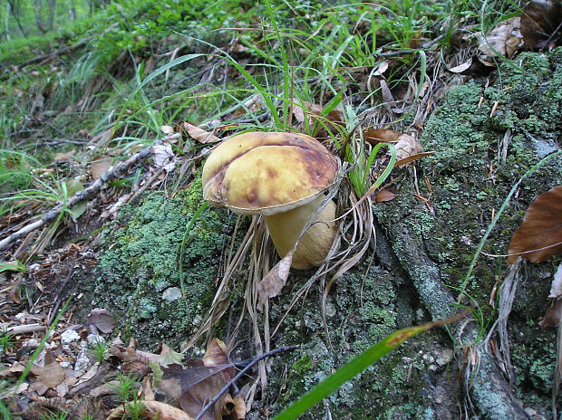 hríb sosnový Boletus pinophilus Pil. et Dermek in Pil.