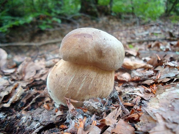 hríb dubový Boletus reticulatus Schaeff.