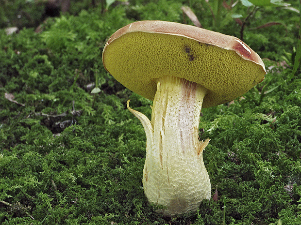 suchohríb plstnatý Boletus subtomentosus L.