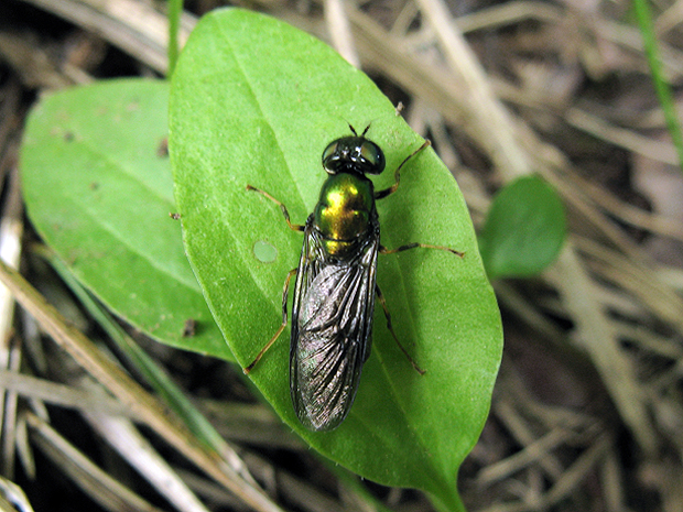 bránivka zelenkastá Chloromyia formosa