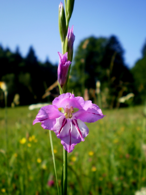 mečík škridlicovitý Gladiolus imbricatus L.