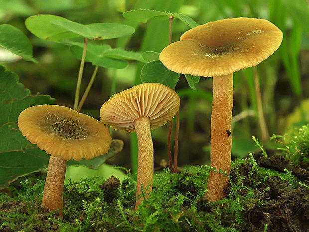 rýdzik jelšový Lactarius obscuratus (Lasch) Fr.