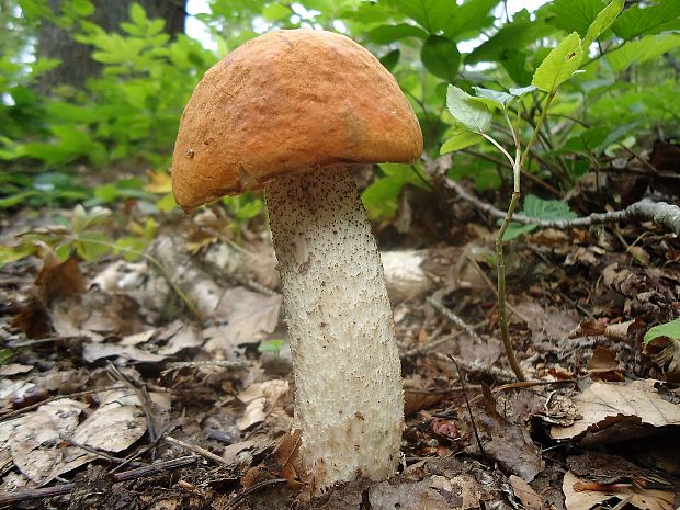 kozák osikový Leccinum albostipitatum den Bakker & Noordel.