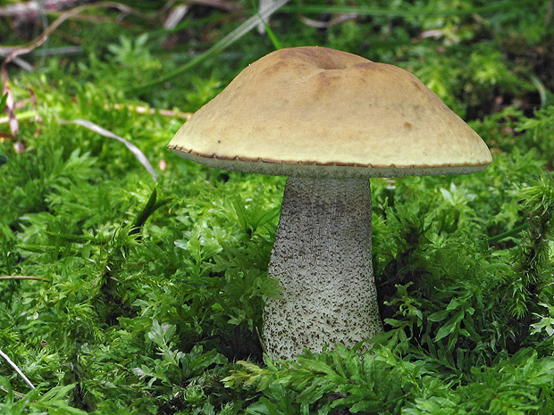 kozák hrabový Leccinum pseudoscabrum (Kallenb.) Šutara