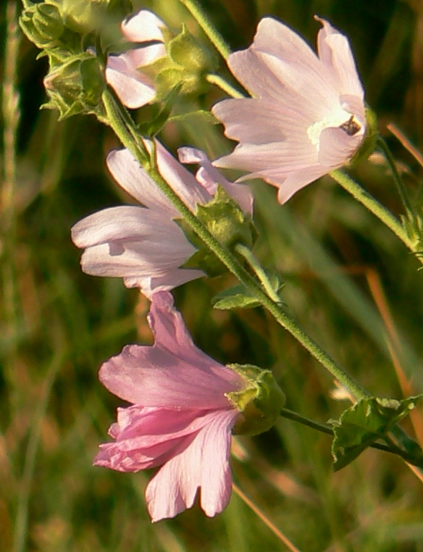 slez liečivý Malva alcea L.