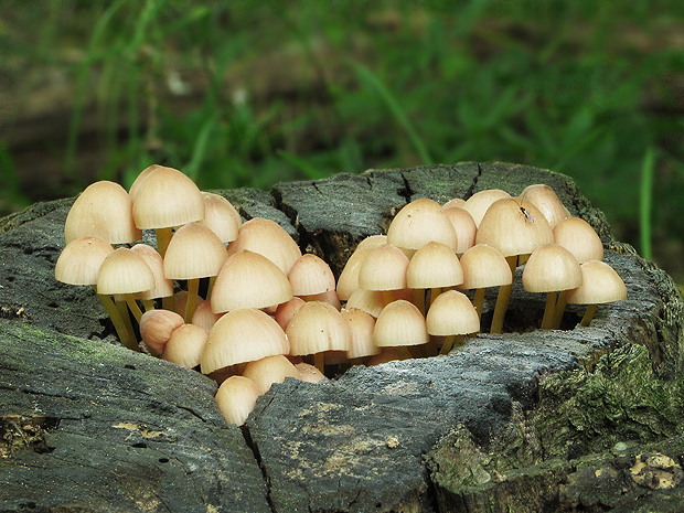 prilbička žltohlúbiková Mycena renati Quél.