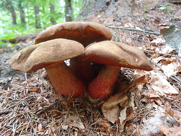 hríb zrnitohlúbikový Sutorius luridiformis (Rostk.) G. Wu & Zhu L. Yang