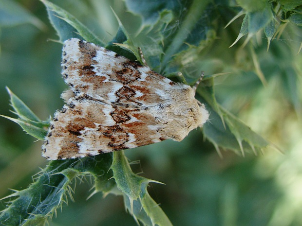 sivkavec okrový (Eremobia ochroleuca, Denis & Schiffermüller, 1775)