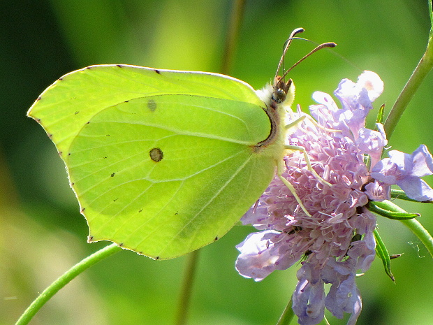 žltáčik rašetliakový (Gonepteryx rhamni, Linnaeus, 1758)