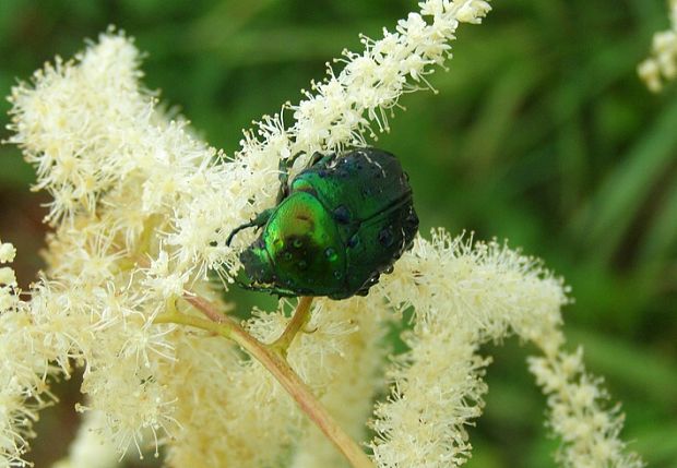 zlatoň obyčajný  cetonia aurata