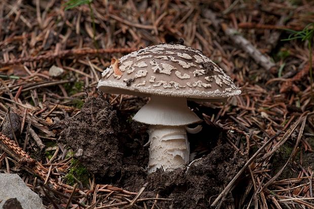 muchotrávka  Amanita argentea Huijsman