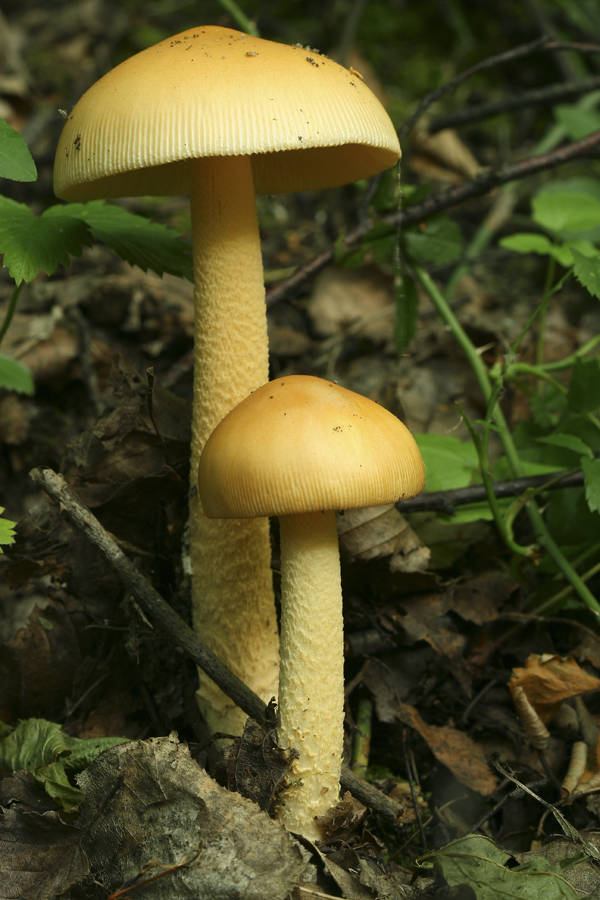 muchotrávka oranžová Amanita crocea (Quél.) Singer