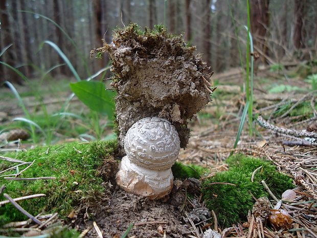 muchotrávka hrubá Amanita excelsa (Fr.) Bertill.