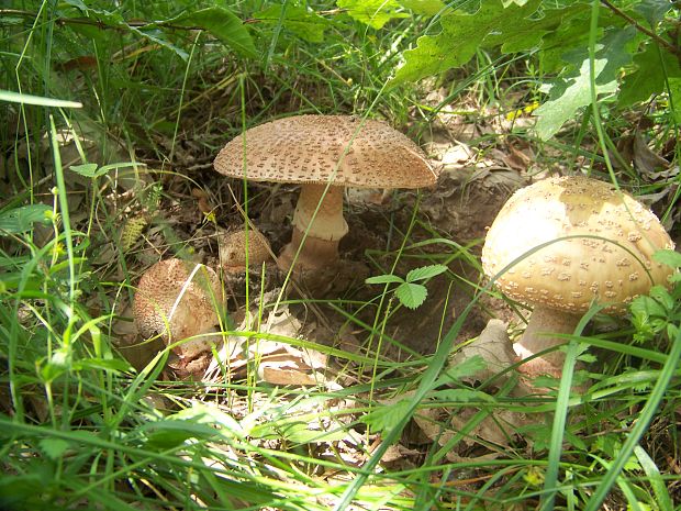 muchotrávka červenkastá Amanita rubescens Pers.