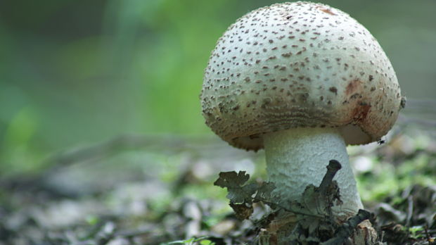 muchotrávka červenkastá Amanita rubescens Pers.